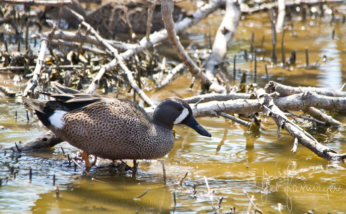 Blue-winged Teal - ML215582831
