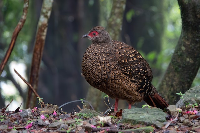 Swinhoe's Pheasant Photos - Shanghai Birding 上海观鸟