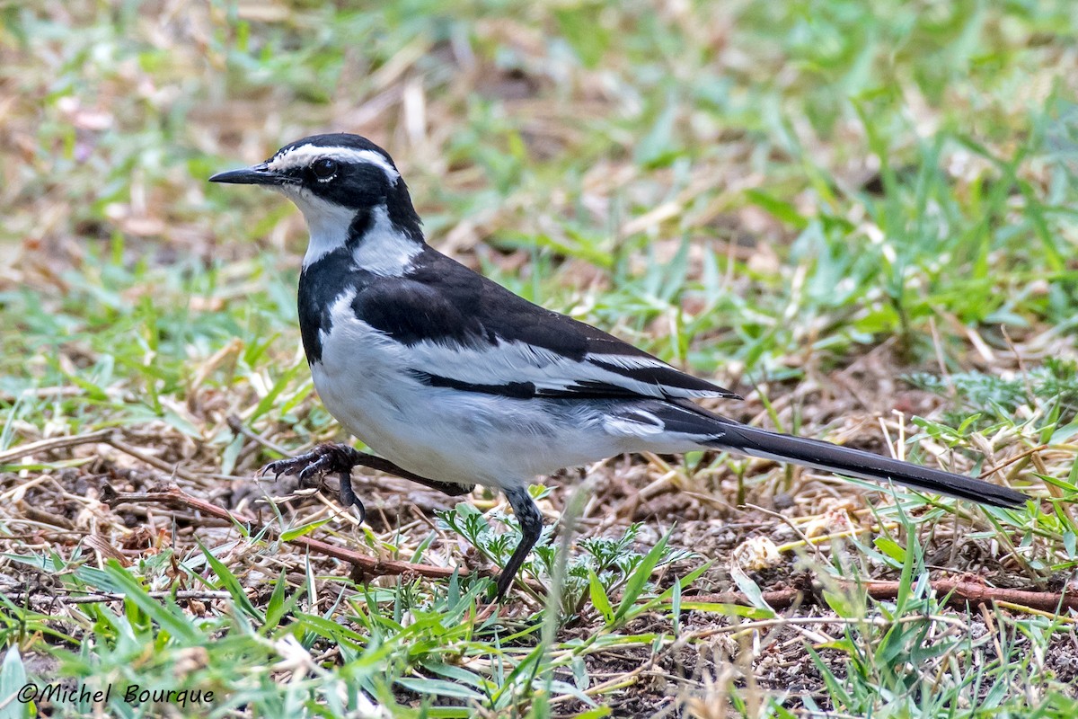 African Pied Wagtail - ML215583431