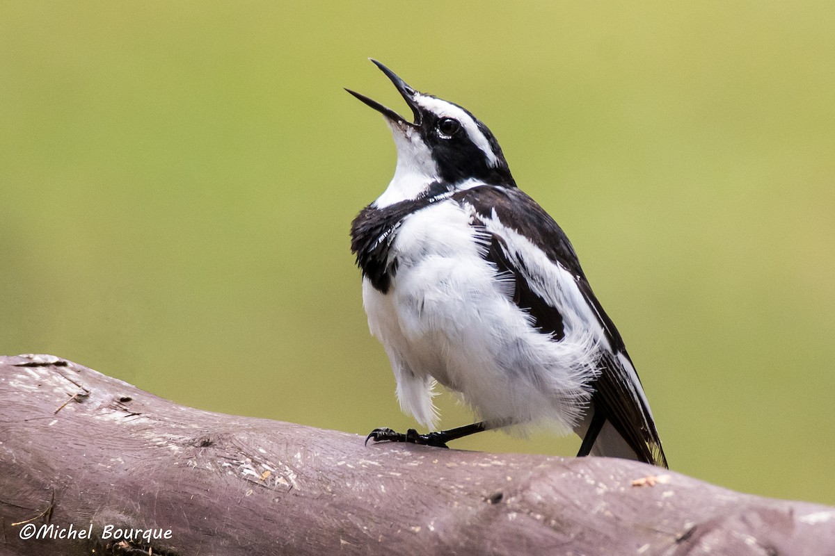 African Pied Wagtail - ML215583641