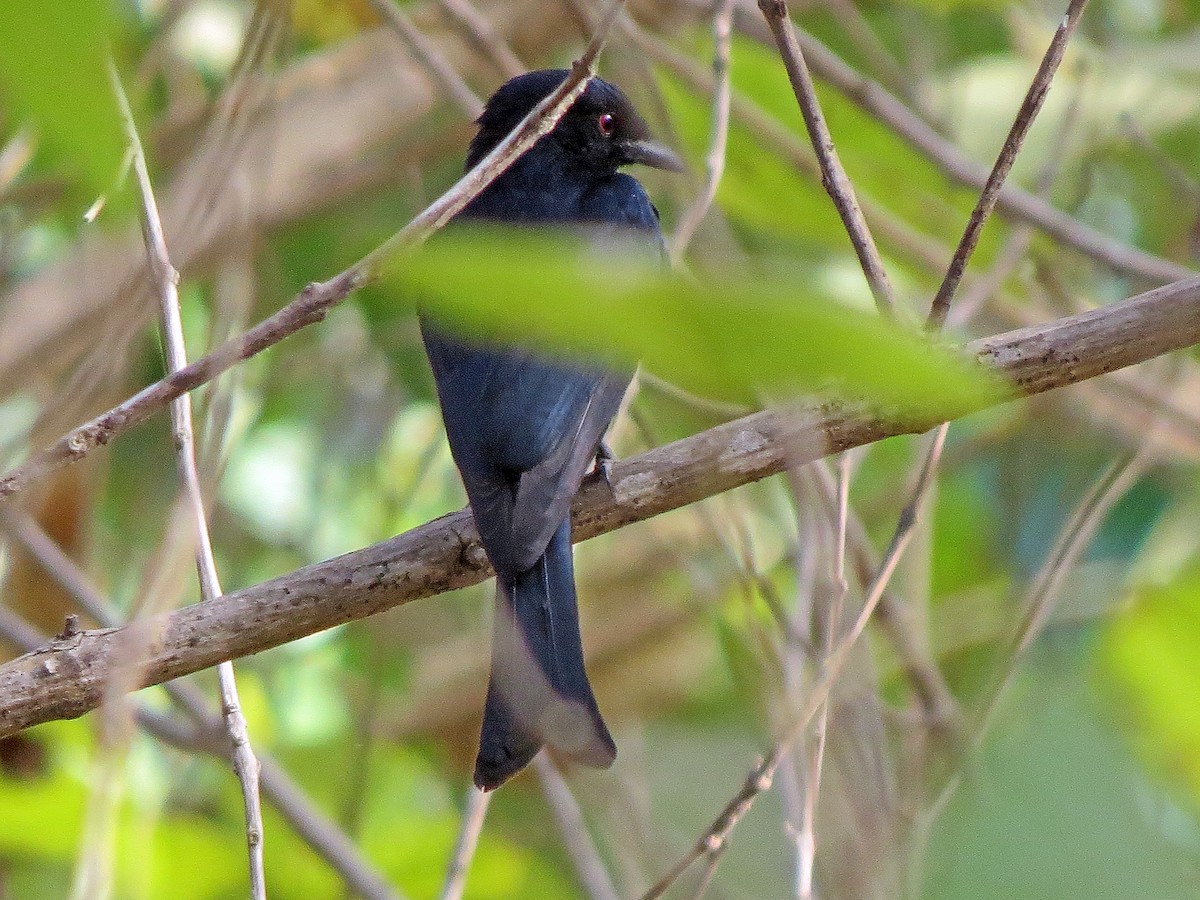 Fork-tailed Drongo (Glossy-backed) - Simon Hitchen