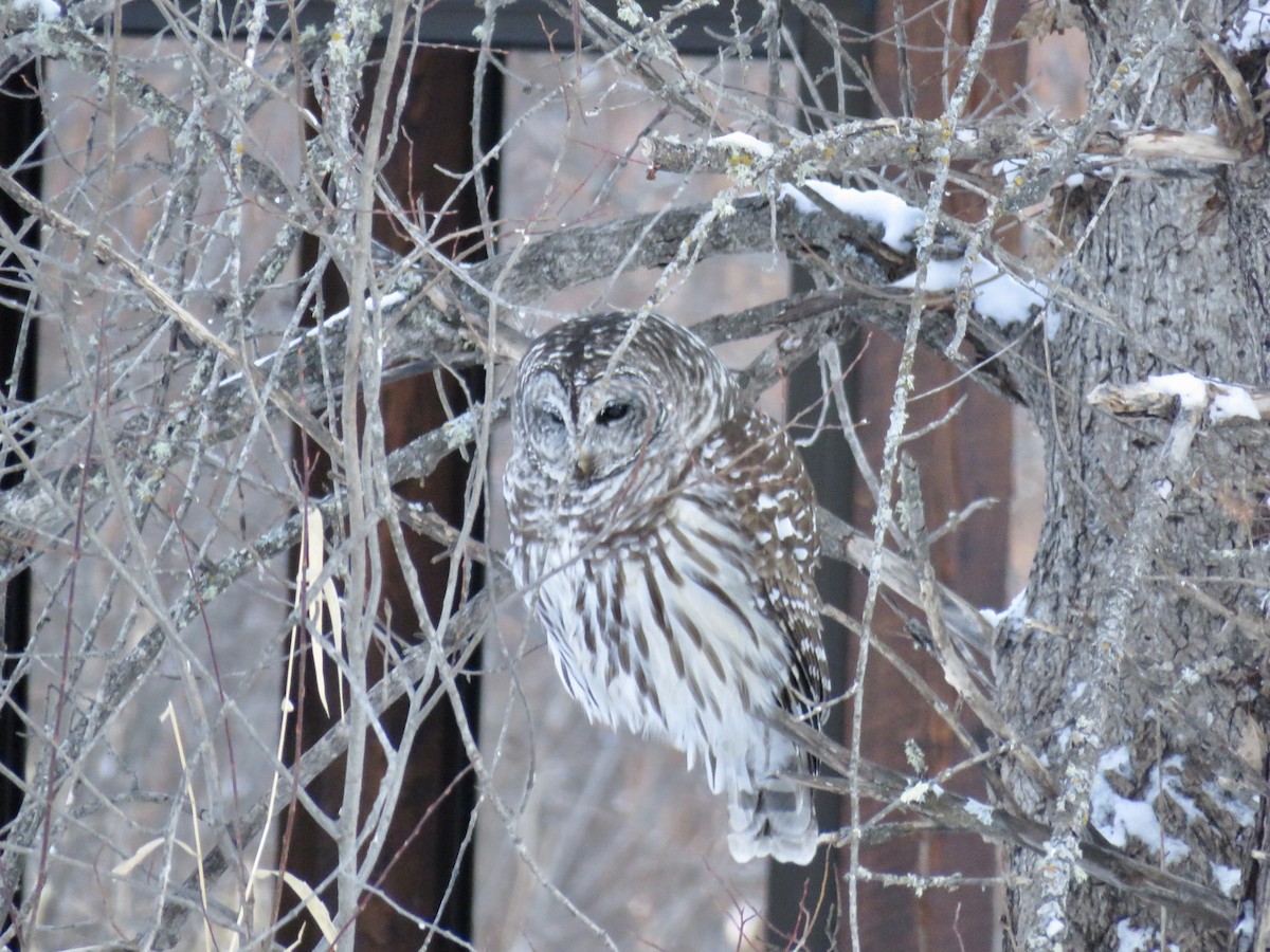 Barred Owl - ML215584161