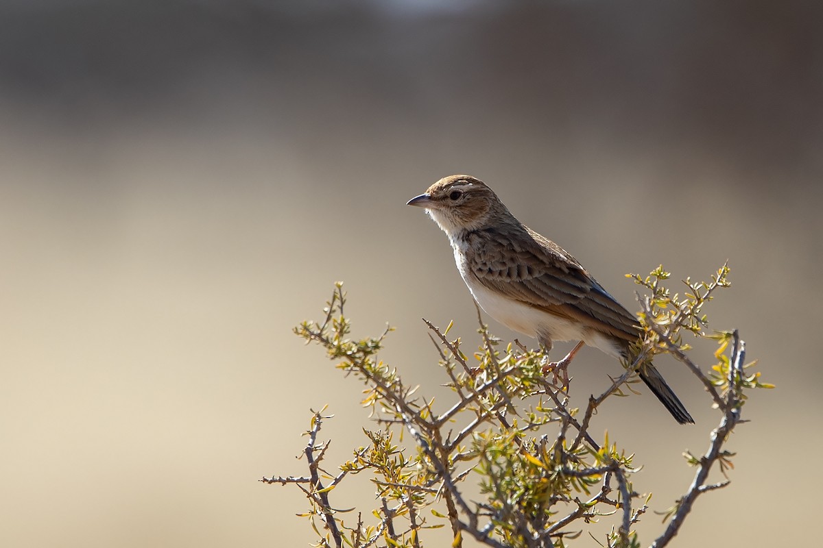 Fawn-colored Lark (Fawn-colored) - ML215586191
