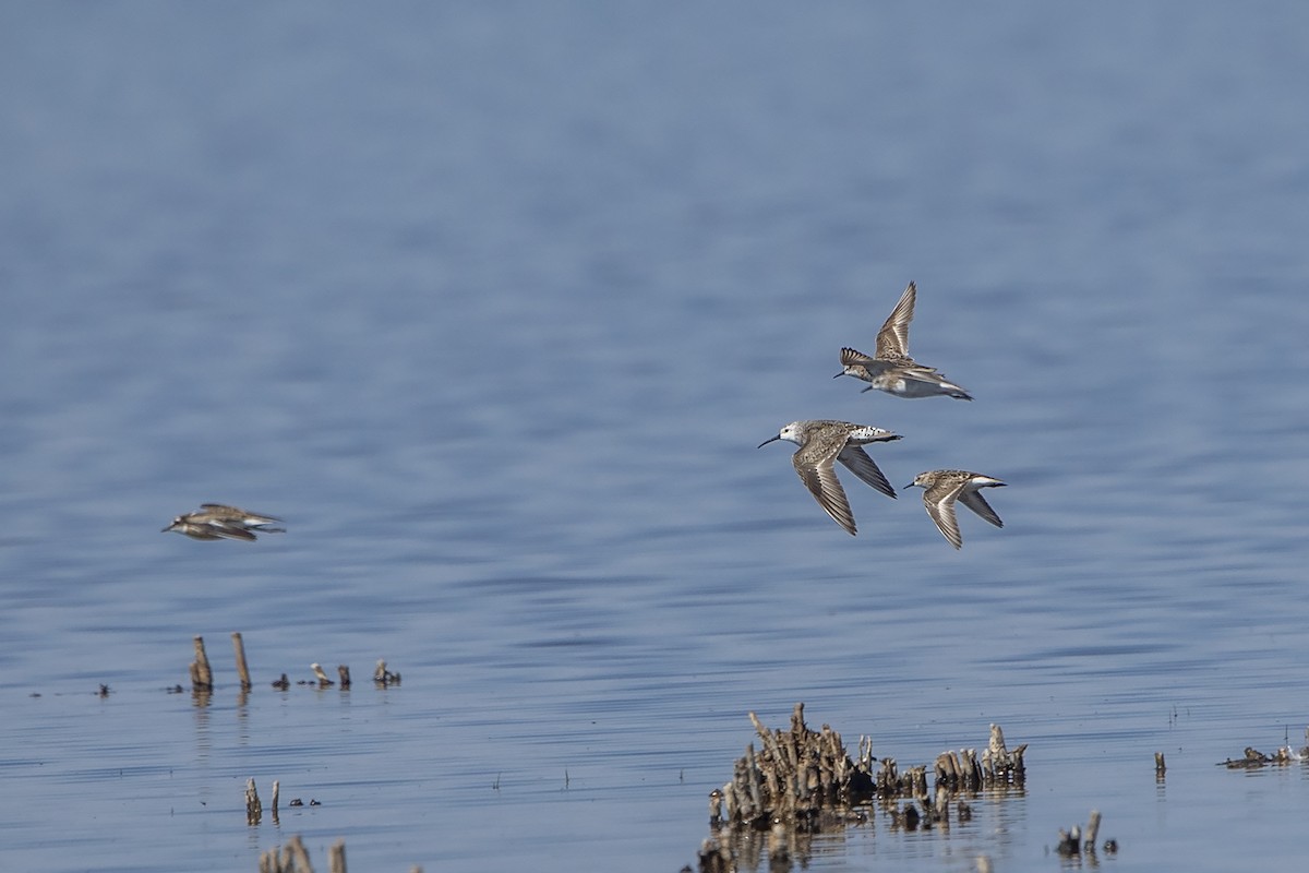 Curlew Sandpiper - Niall D Perrins