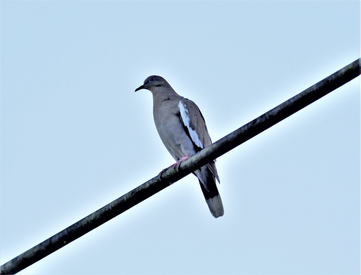 White-winged Dove - ML215587551