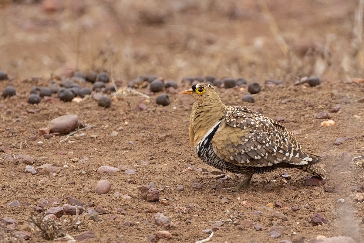 Double-banded Sandgrouse - Niall D Perrins