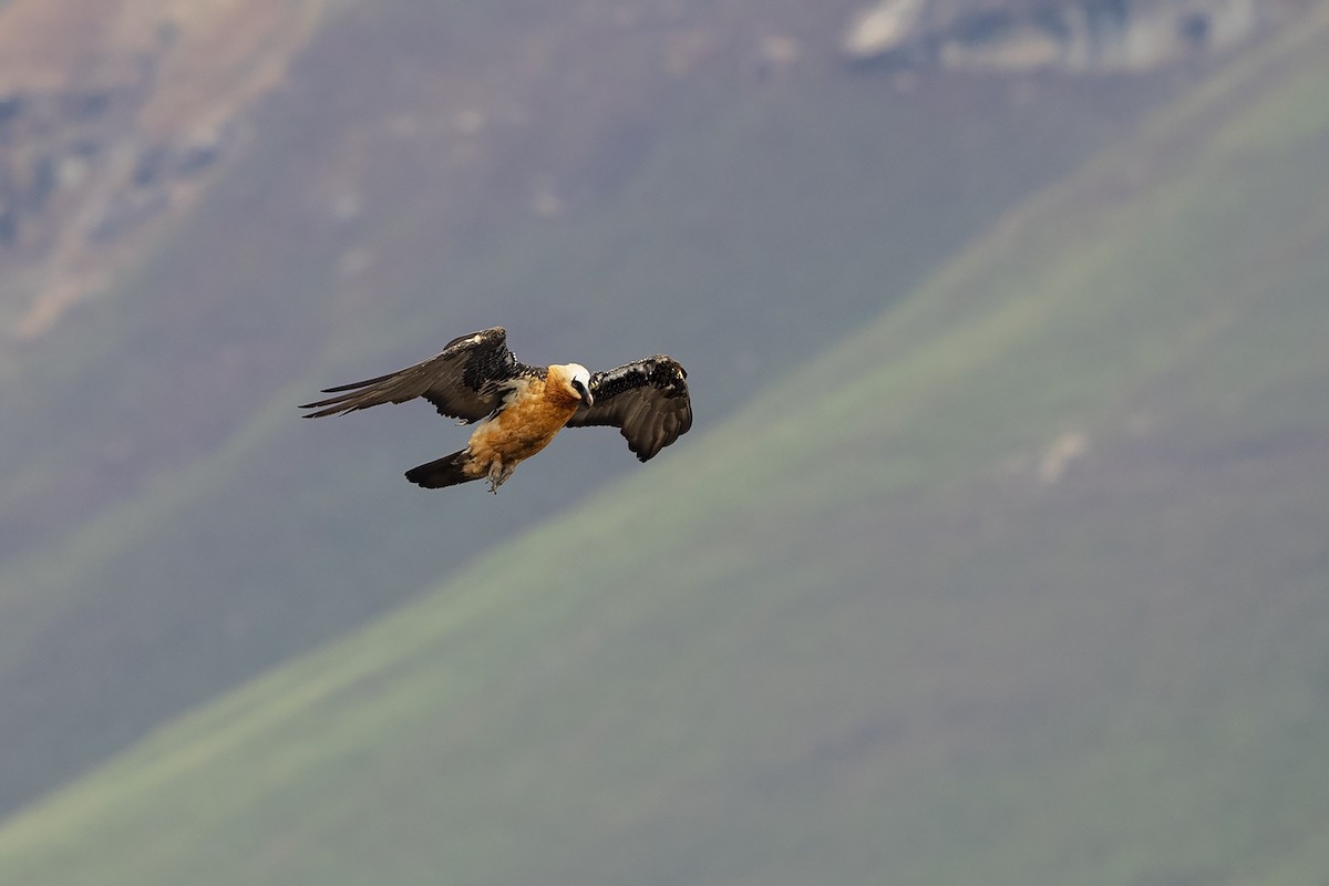 Bearded Vulture (African) - ML215593681