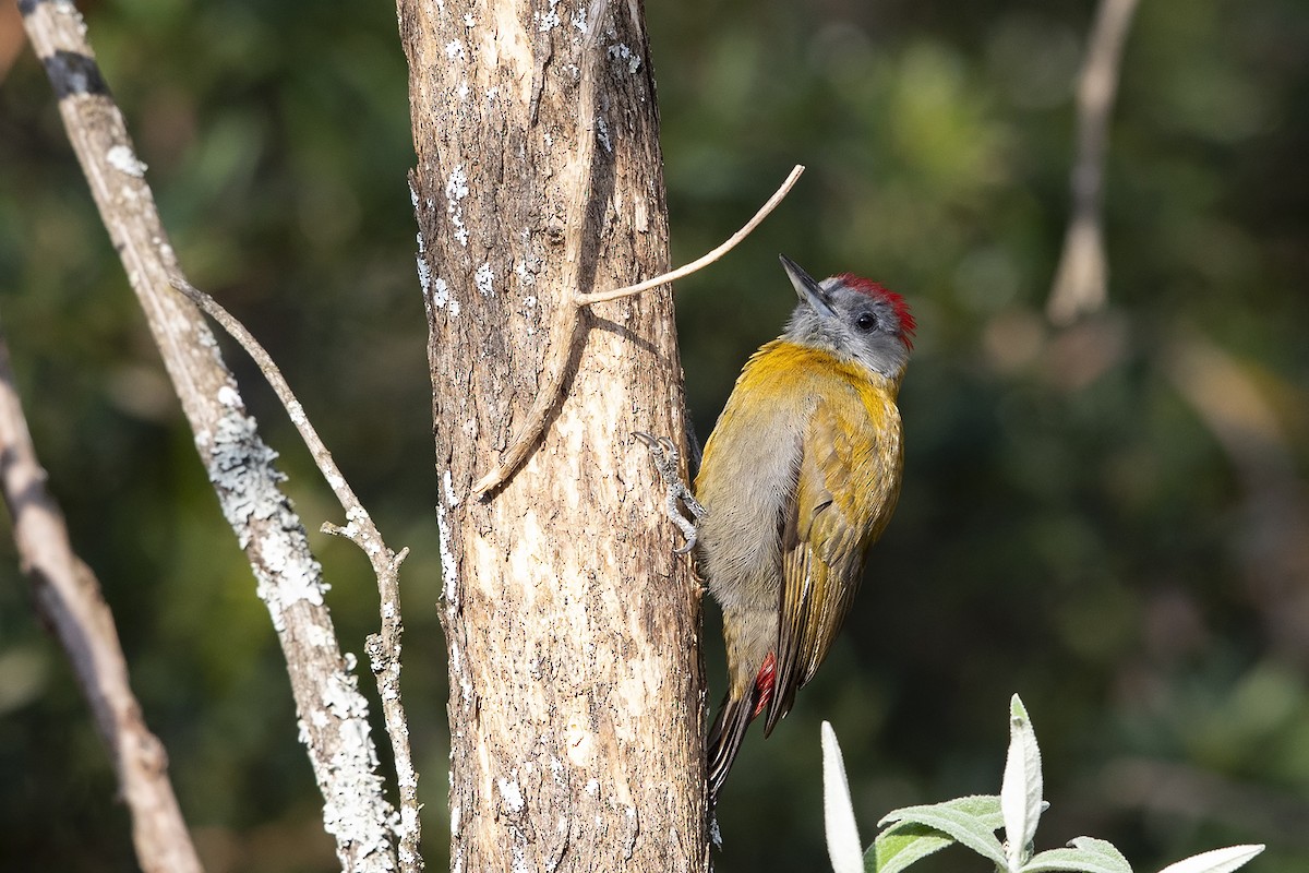 Olive Woodpecker (Southern) - Niall D Perrins