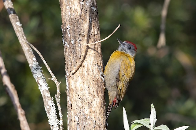Olive Woodpecker (Southern)