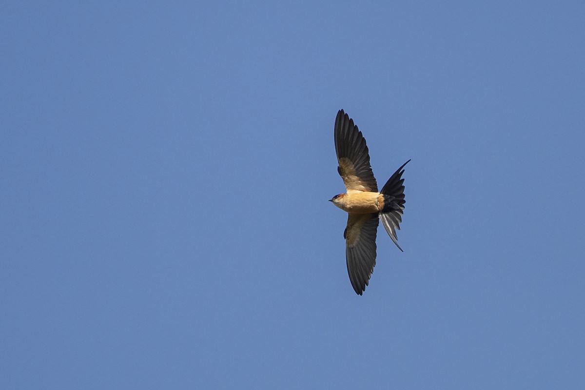 Red-rumped Swallow (Red-rumped) - Niall D Perrins