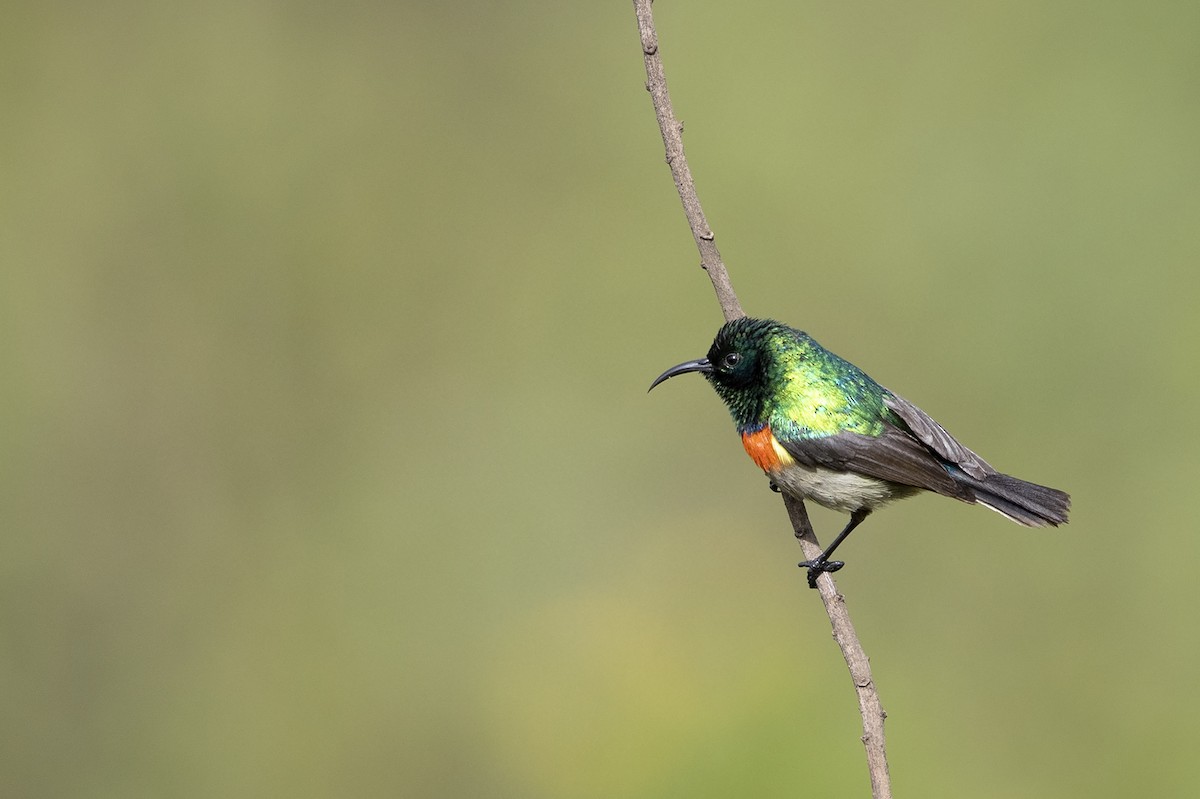 Eastern Double-collared Sunbird - Niall D Perrins