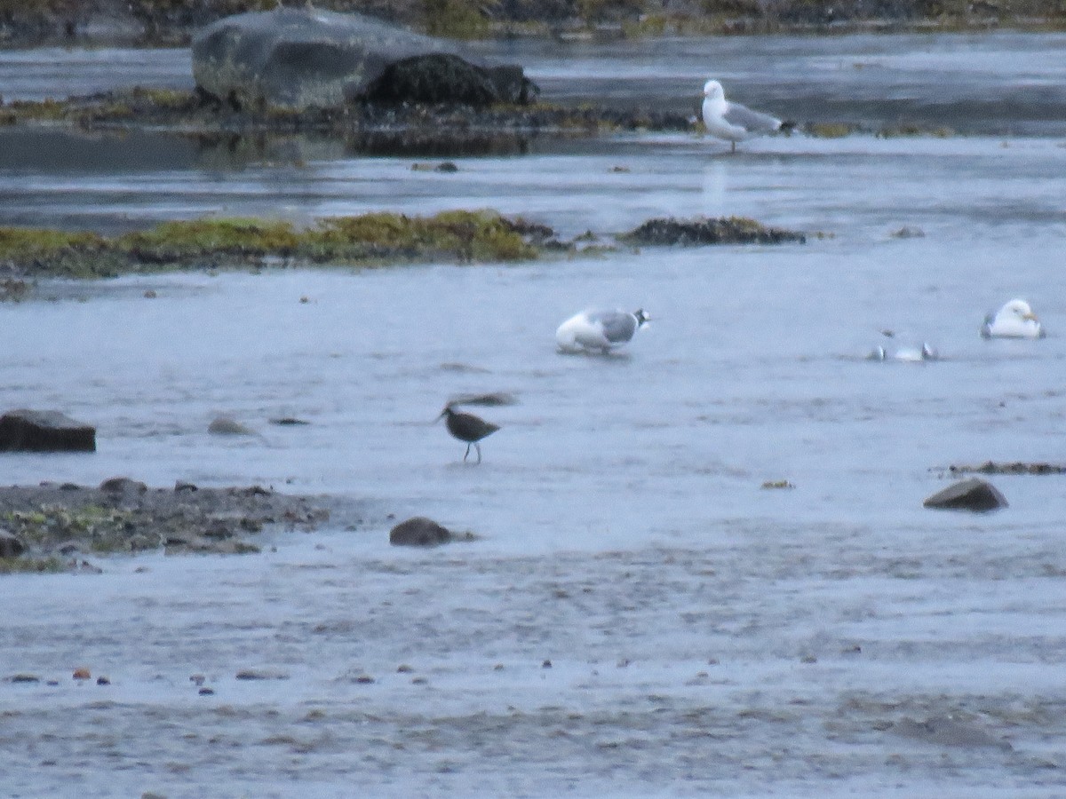 Spotted Redshank - ML215600121