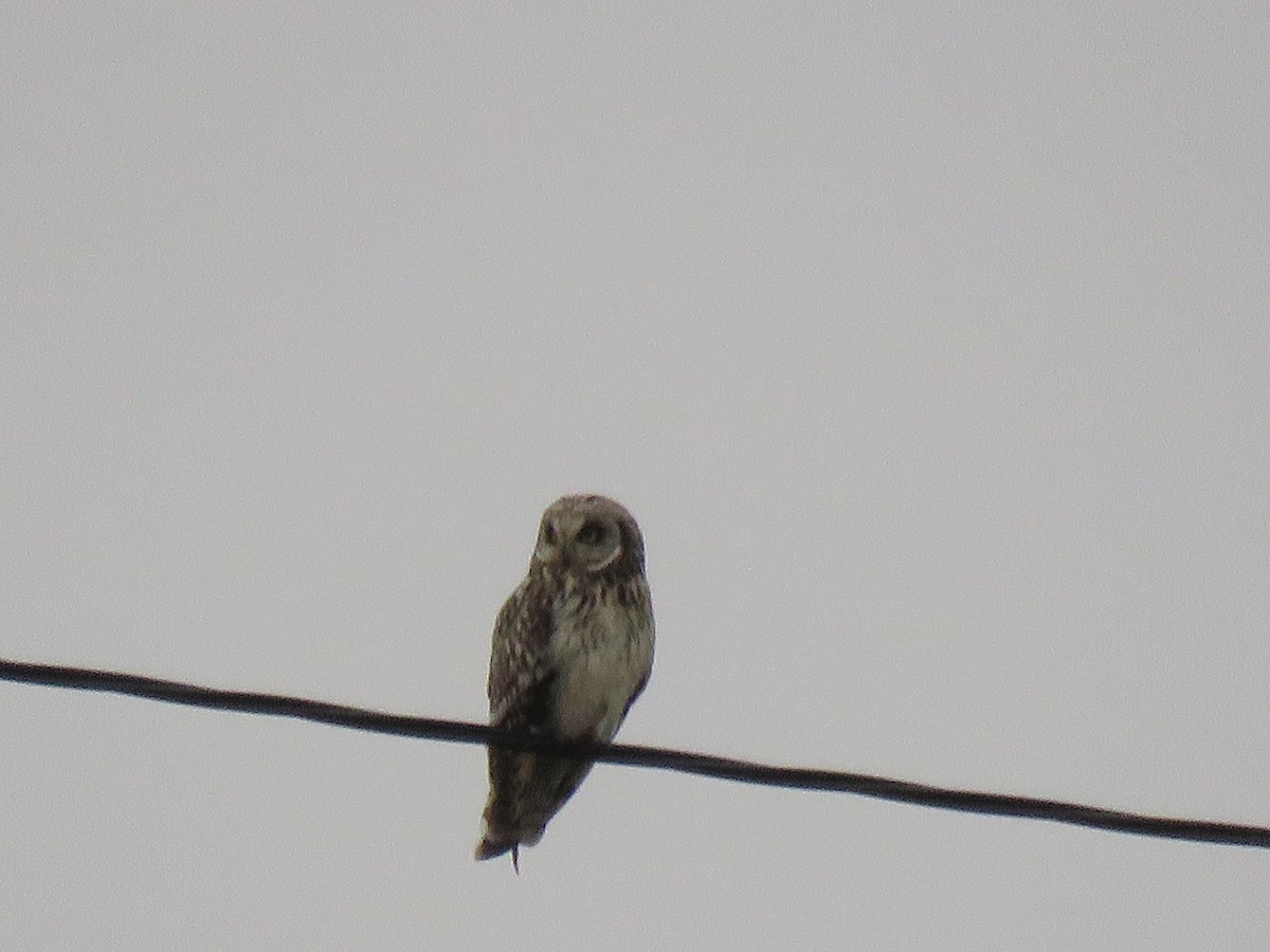 Short-eared Owl - ML215601181