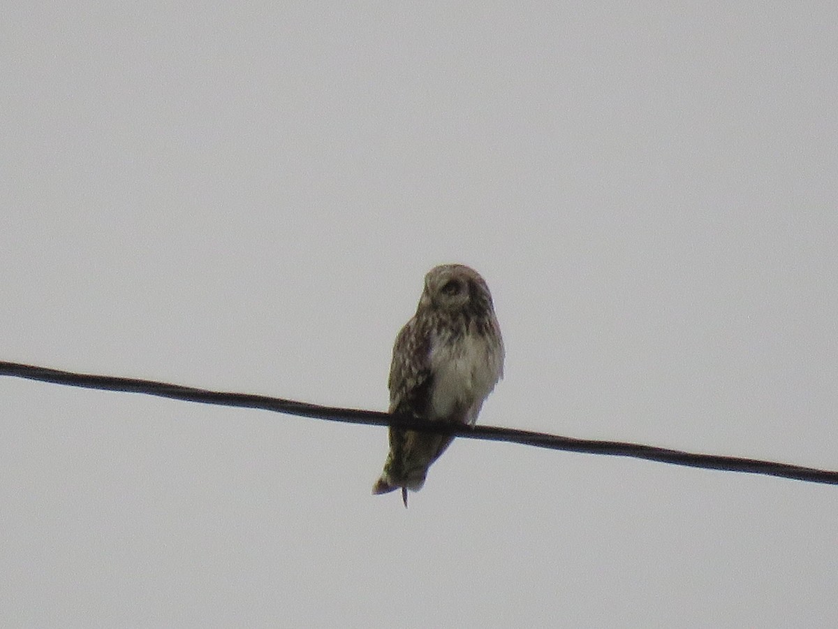 Short-eared Owl - ML215601191
