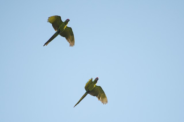 Great Green Macaw