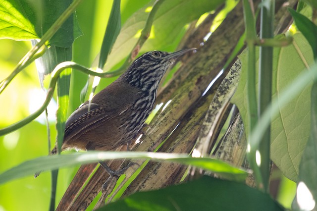 Stripe-breasted Wren