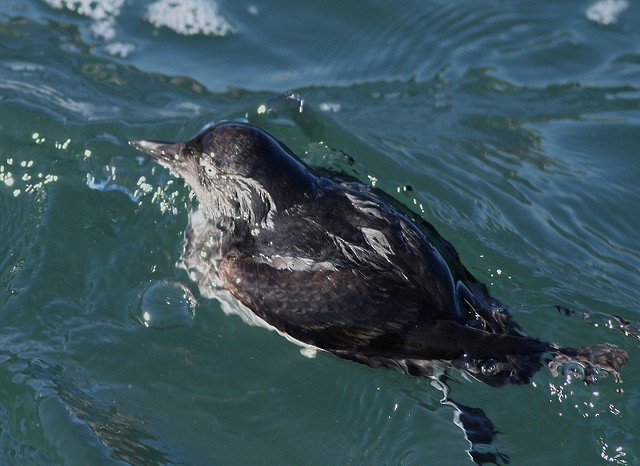Cassin's Auklet - Anonymous