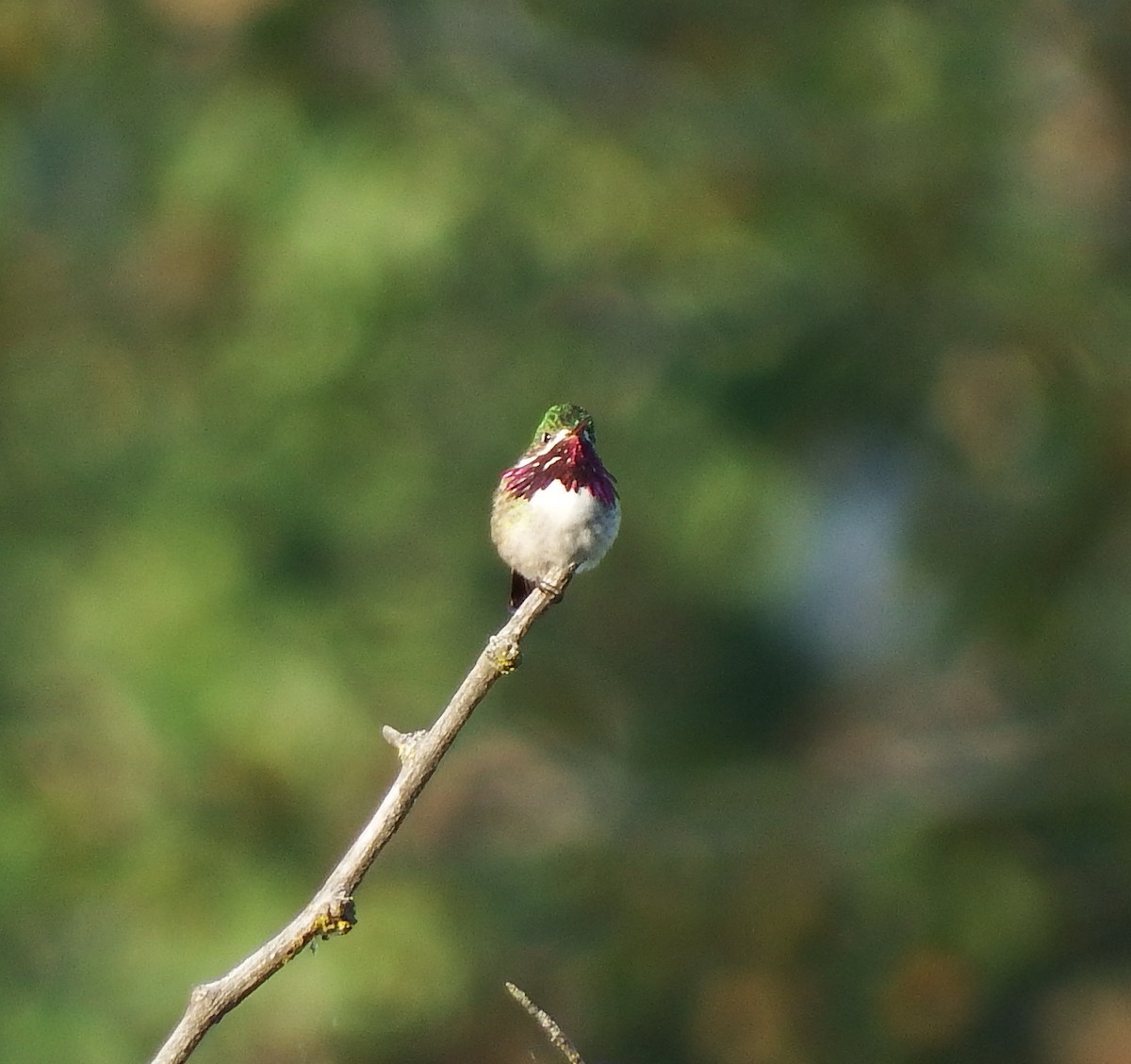 Calliope Hummingbird - ML215608511