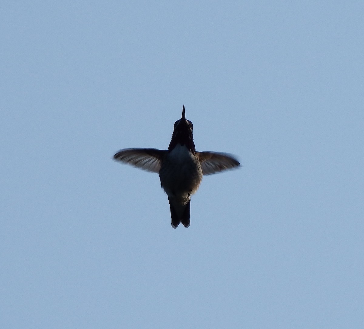 Calliope Hummingbird - ML215608541