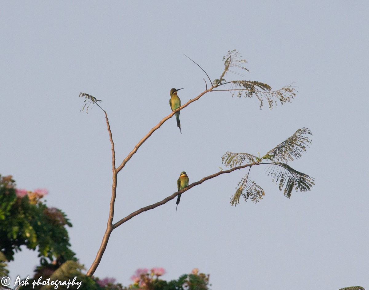 Blue-tailed Bee-eater - Ashwini Bhatt