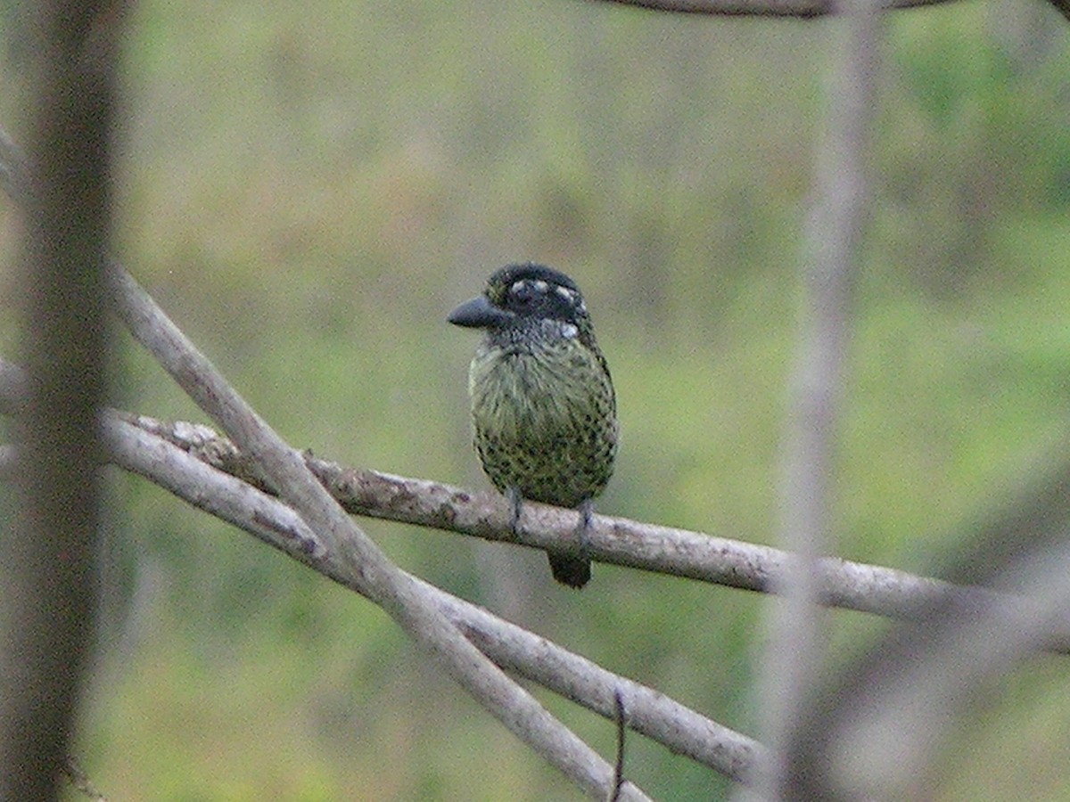 Hairy-breasted Barbet - ML215613821