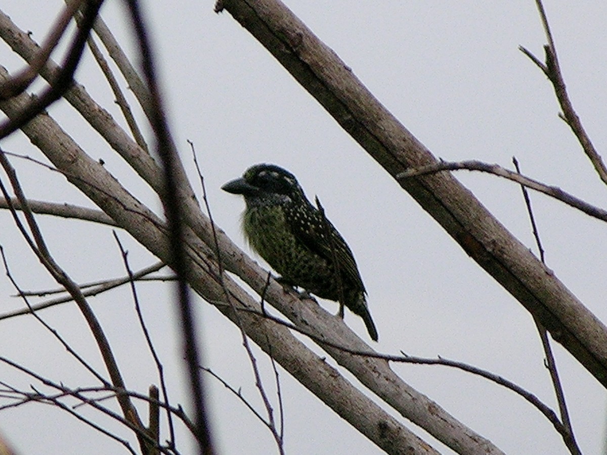Hairy-breasted Barbet - ML215613841