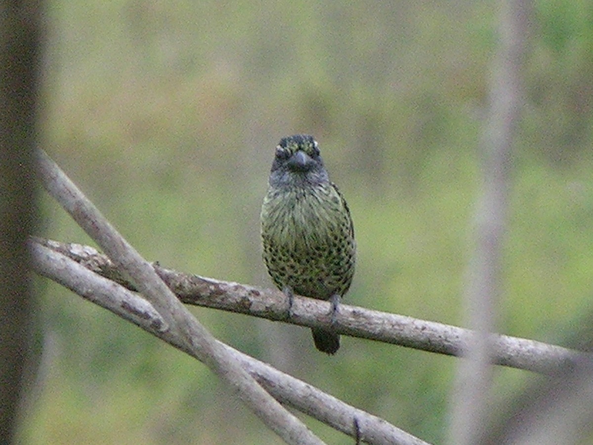 Hairy-breasted Barbet - ML215613851