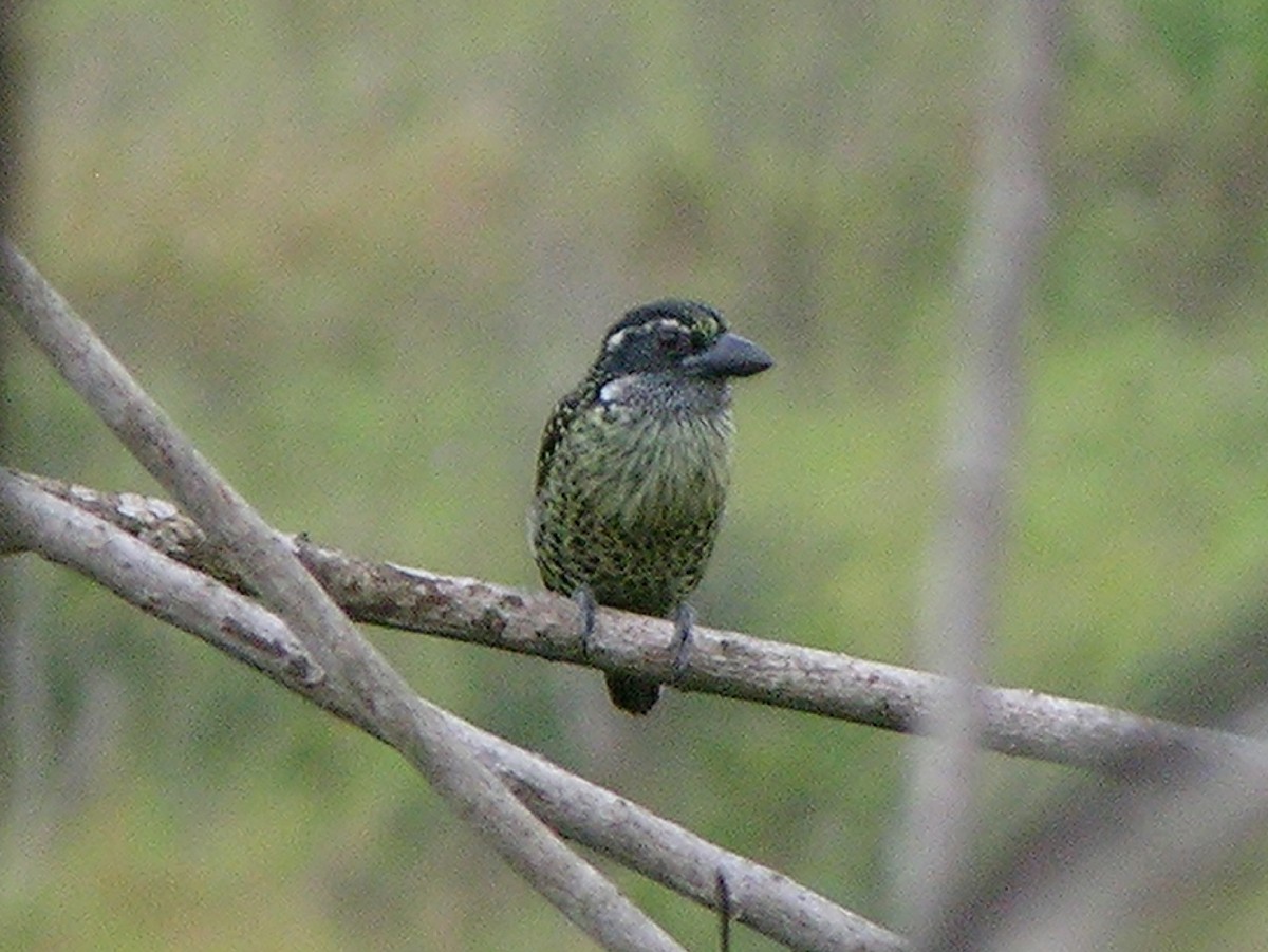 Hairy-breasted Barbet - ML215613861