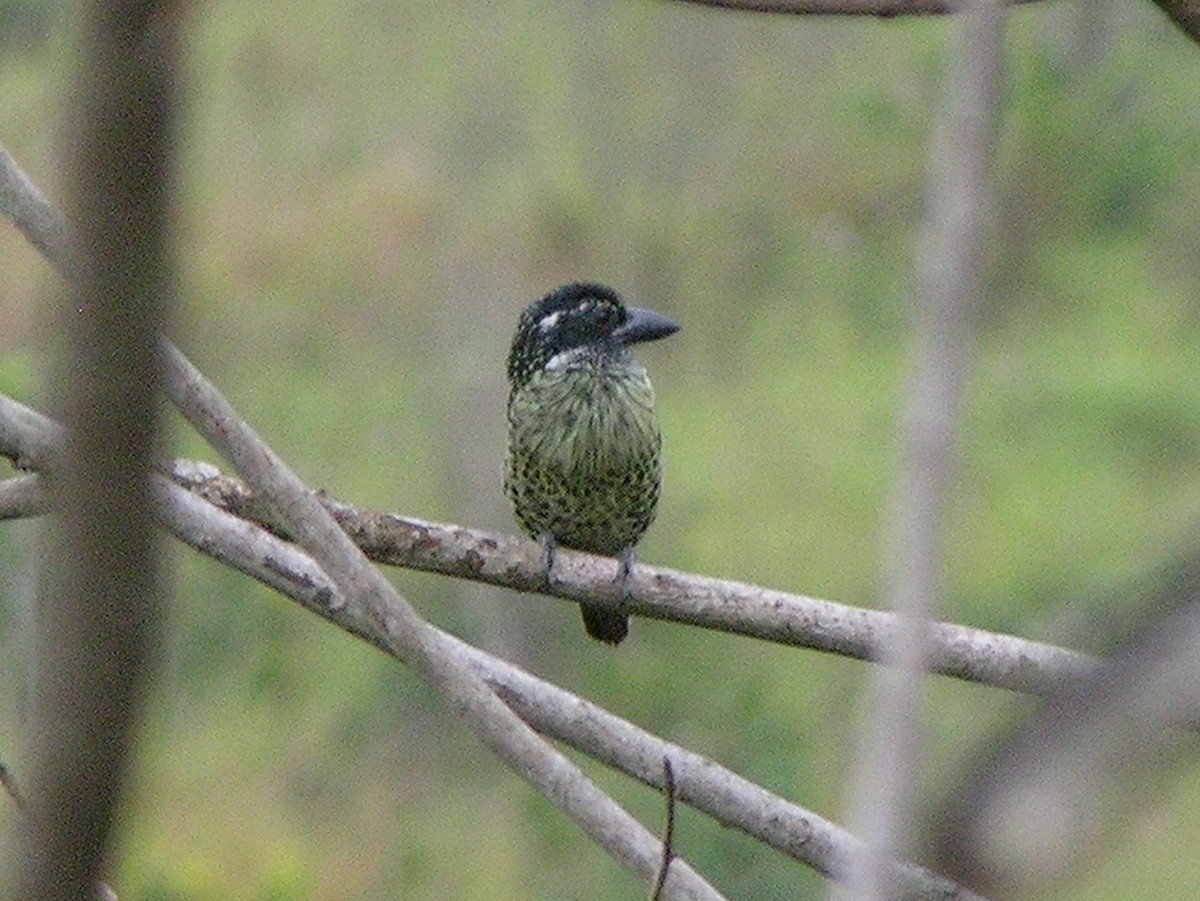 Hairy-breasted Barbet - ML215613871