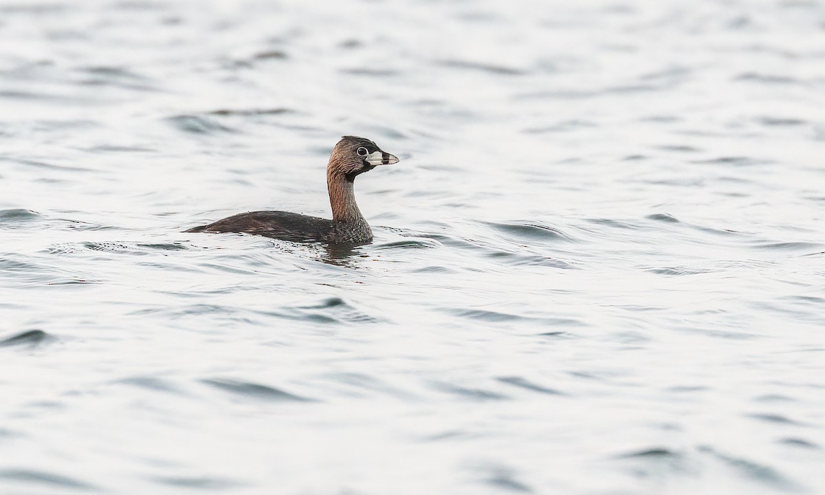 Pied-billed Grebe - Cesar Ponce