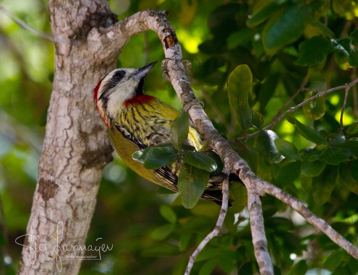 Cuban Green Woodpecker - ML215619451