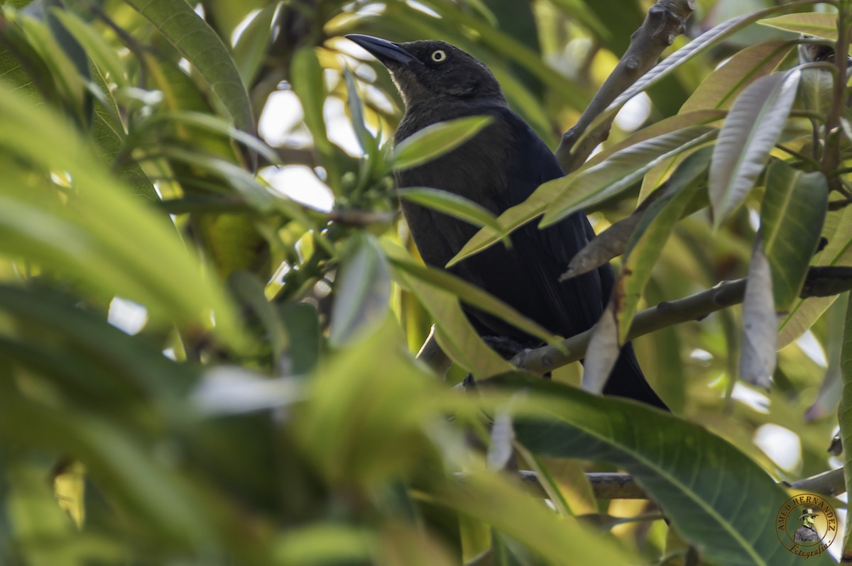 Great-tailed Grackle - ML215622781