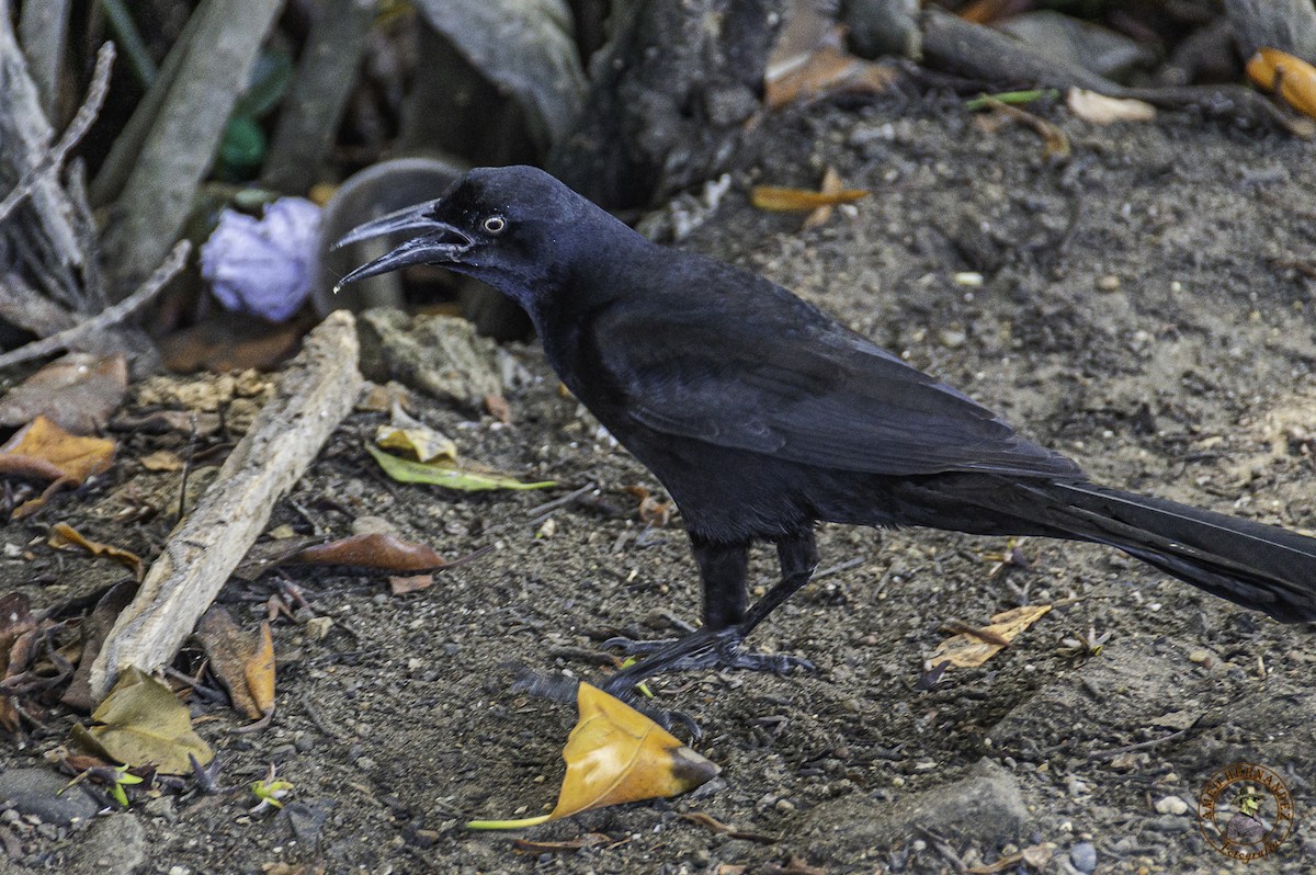 Great-tailed Grackle - ML215622811