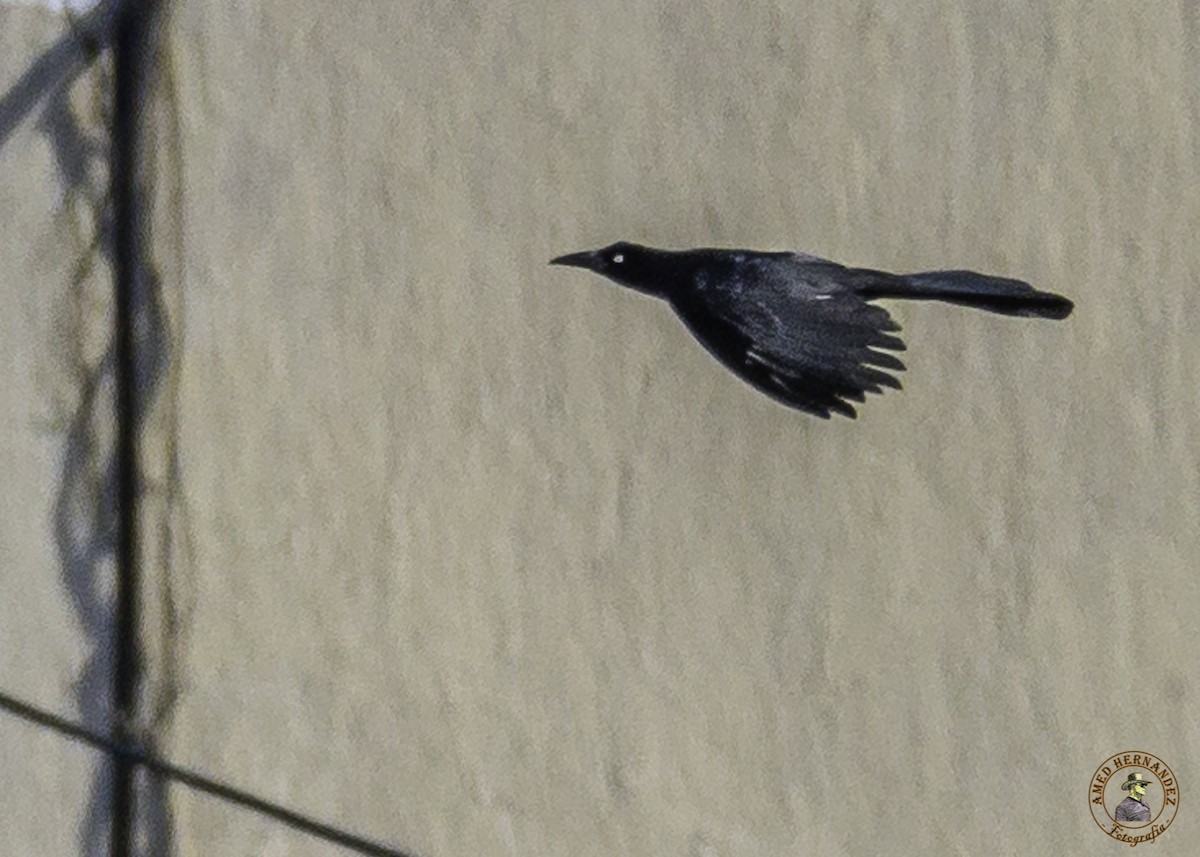 Great-tailed Grackle - ML215622871