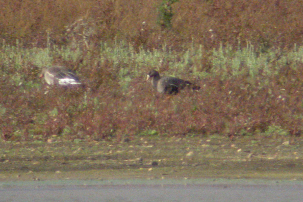 Greater White-fronted Goose - ML215625041