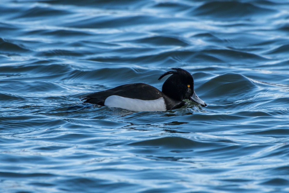 Tufted Duck - ML215627681