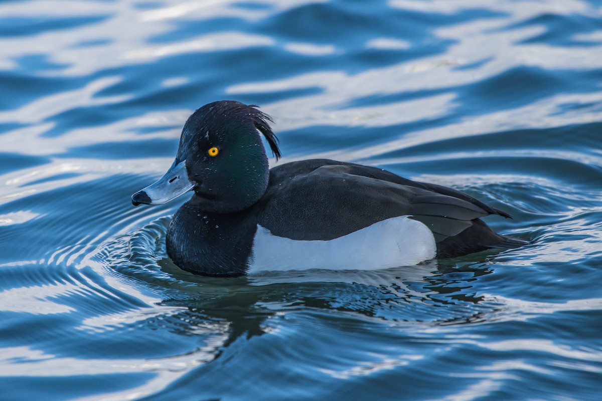 Tufted Duck - ML215628181