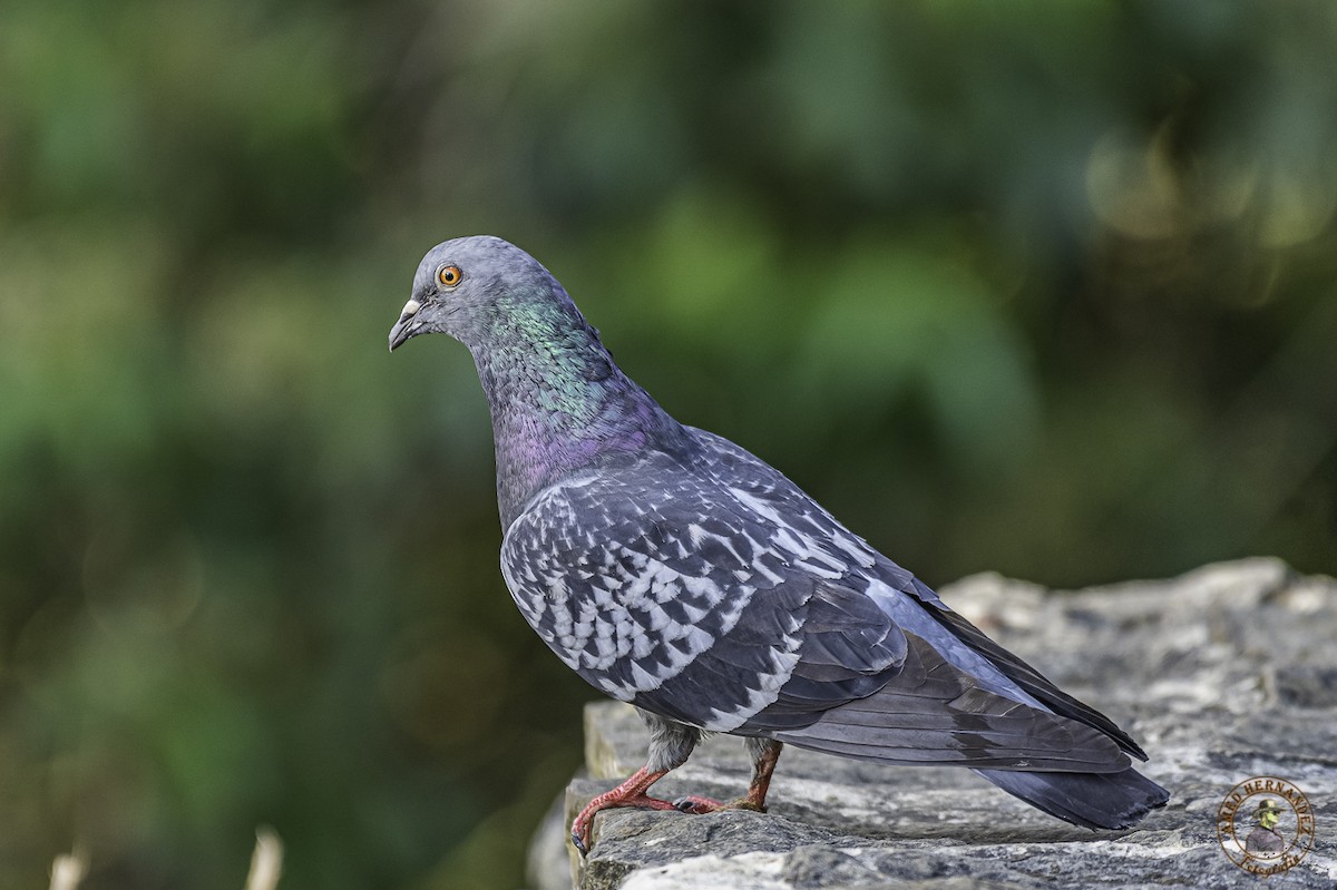 Rock Pigeon (Feral Pigeon) - ML215629161