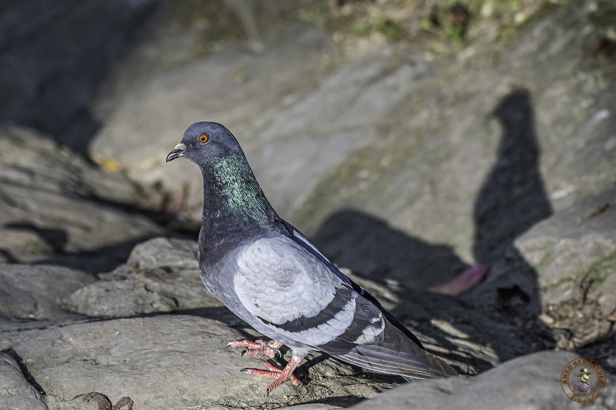 Rock Pigeon (Feral Pigeon) - ML215629171