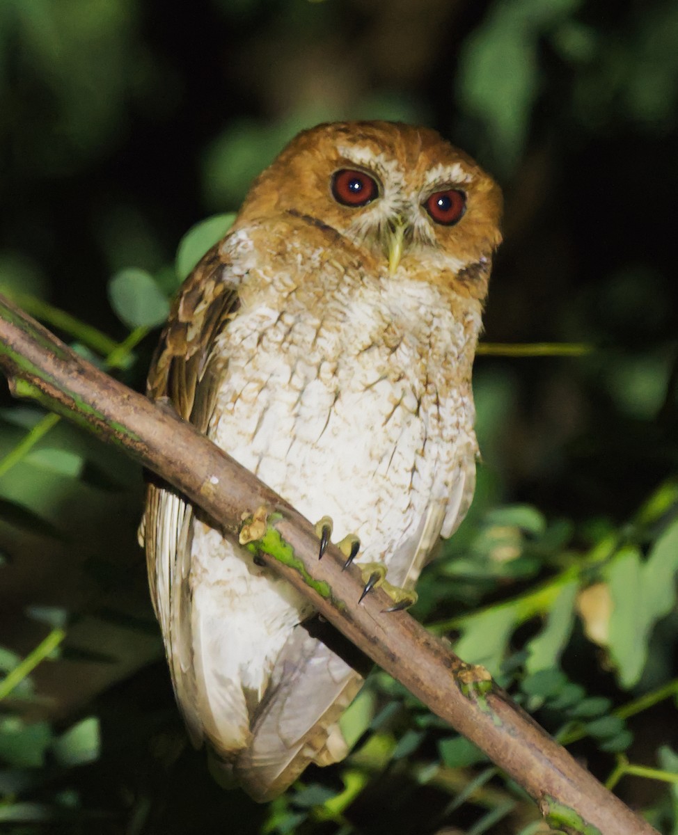 Puerto Rican Owl - ML215631241