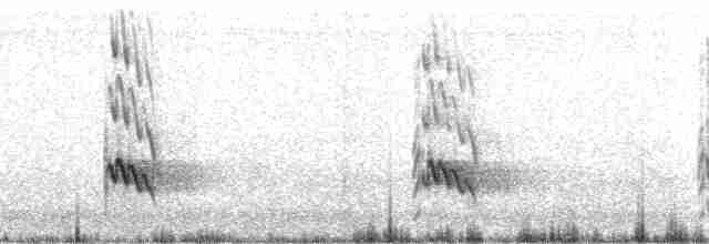 Pabuç Gagalı Tiran [mexicanus grubu] - ML215635