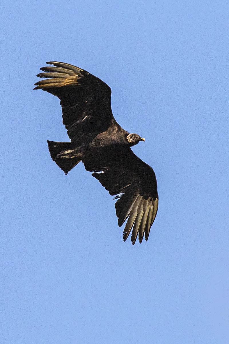 Black Vulture - ML215638181