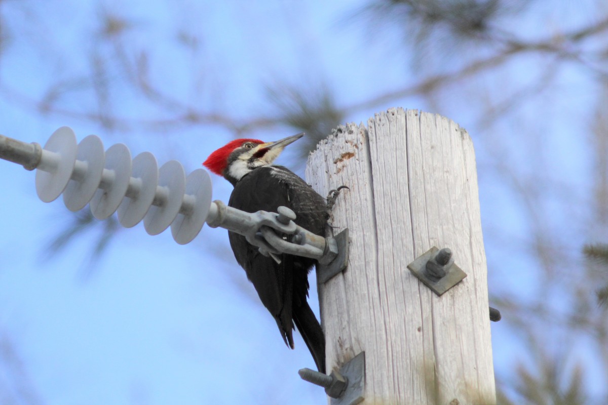 Pileated Woodpecker - Mylene  Paulhus, Perreault
