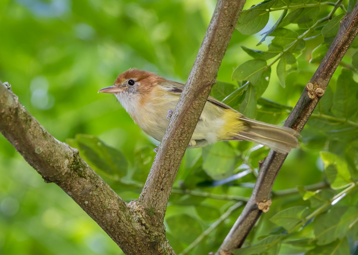 Rufous-naped Greenlet - ML215644001