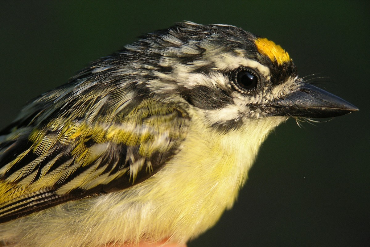 Yellow-fronted Tinkerbird - ML215647391