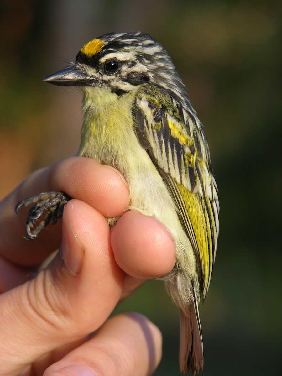 Yellow-fronted Tinkerbird - ML215647491