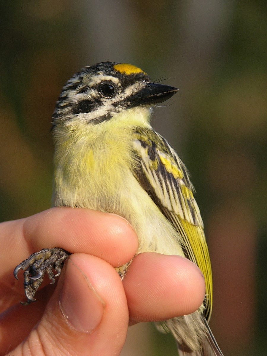 Yellow-fronted Tinkerbird - ML215647541