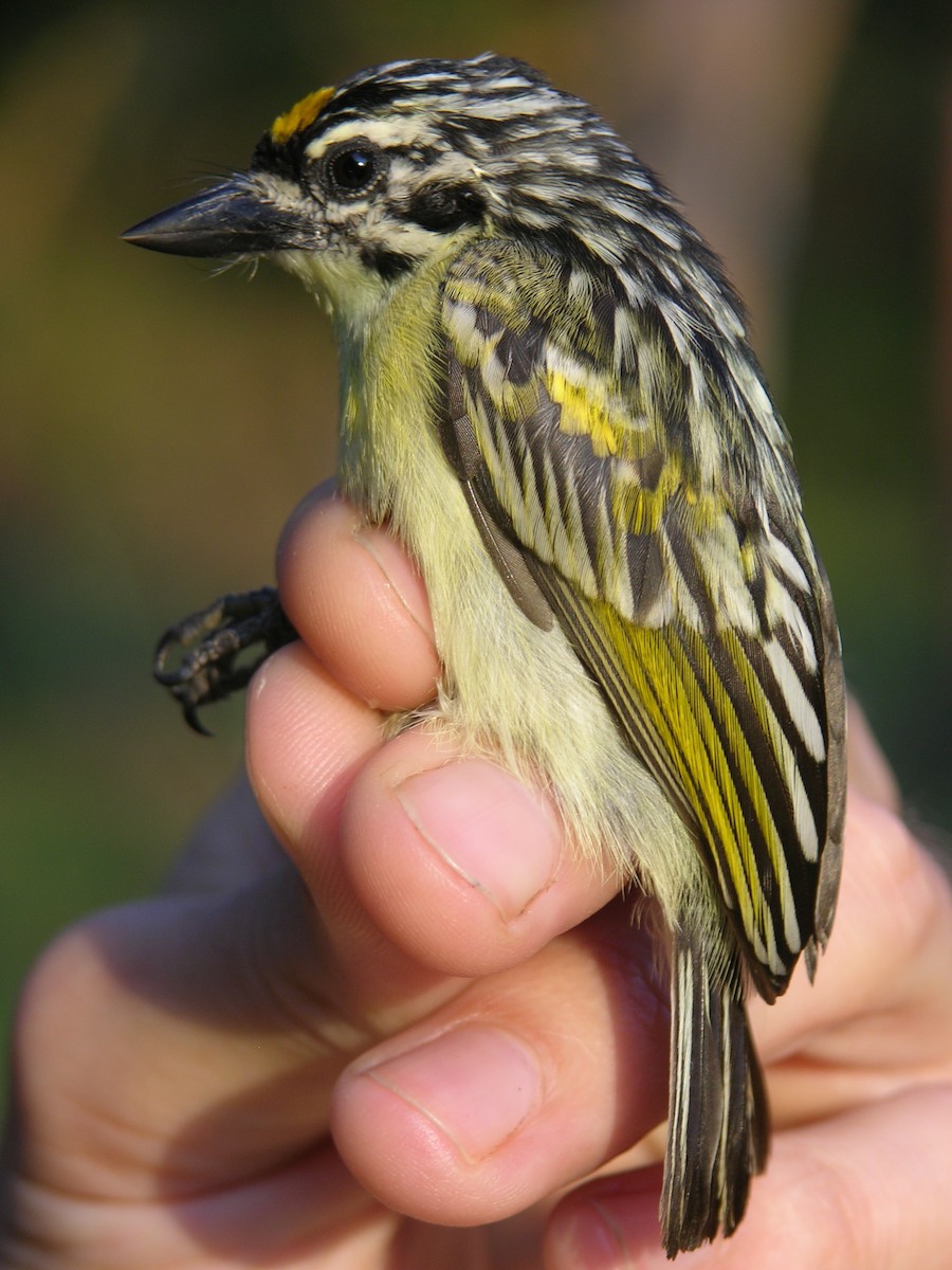 Yellow-fronted Tinkerbird - ML215647741