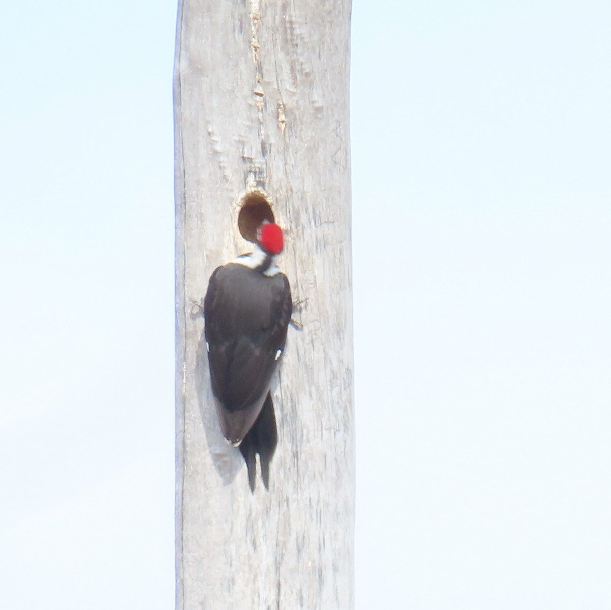 Pileated Woodpecker - Tom Dougherty