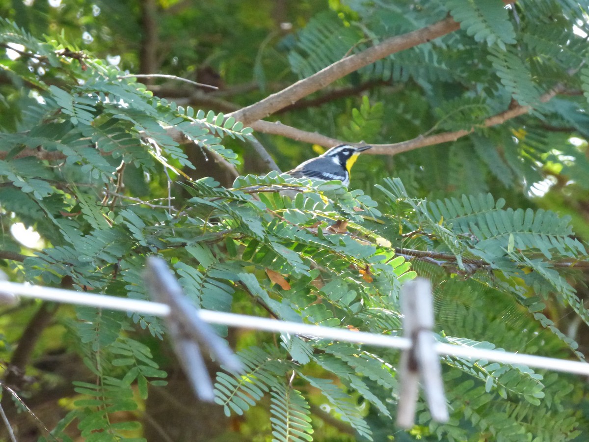 Yellow-throated Warbler - ML215651501